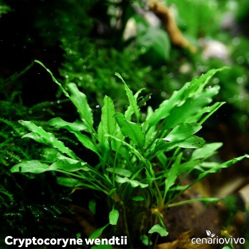 Cryptocoryne zaidanii
