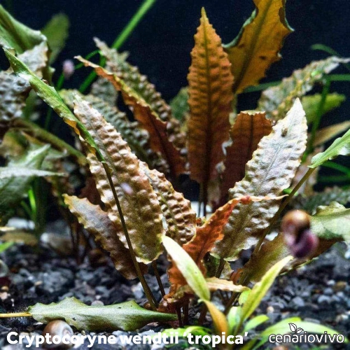 Cryptocoryne wendtii 'Tropica': Folhas Marteladas de Cor Bronze