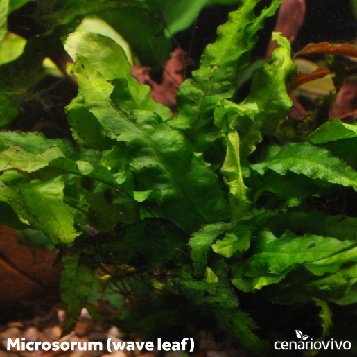 Microsorum (wave leaf): Samambaia de Java com Folhas Onduladas e