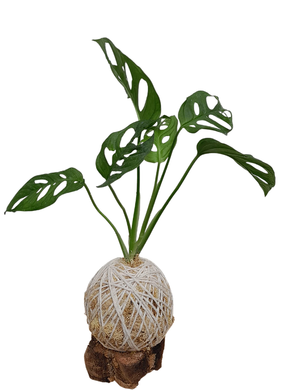 Kokedama de Monstera adansonii para Presente com Suporte de Madeira - Meu  Kokedama