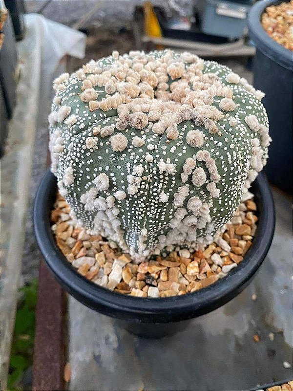 2 SEMENTES DE ASTROPHYTUM SUPER KABUTO CV. HANAZONO - Jardim