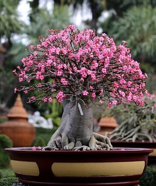 Poo Rachinee 1 SEMENTE ARABICUM RACHINEE (RCN) - Jardim Perfeito Adenium Ltda