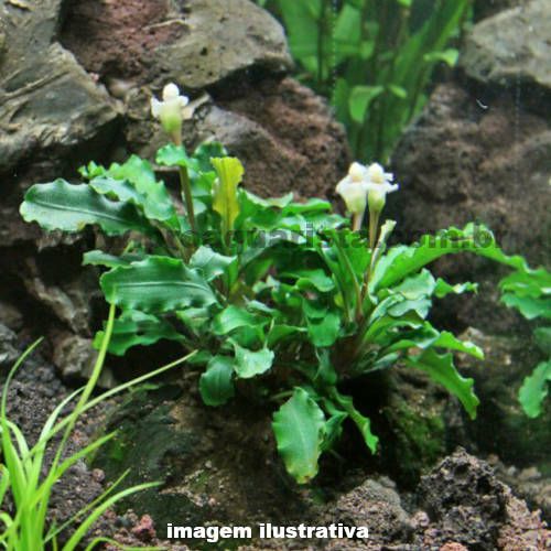 Bucephalandra sp. 