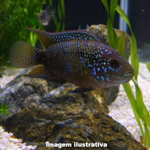 Jack Dempsey Méd. - 6 a 10 cm (Rocio octofasciata) - Pró-Aquarista