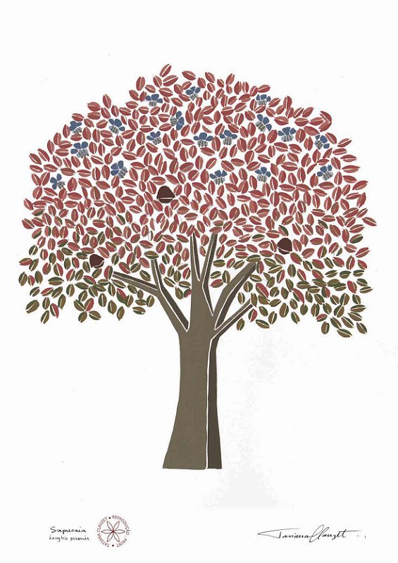 Reprodução Grande Avulsa "SAPUCAIA"