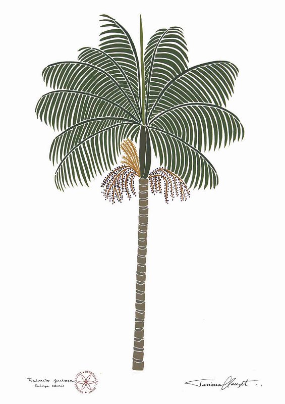 Reprodução Grande Avulsa "PALMITO JUSSARA"