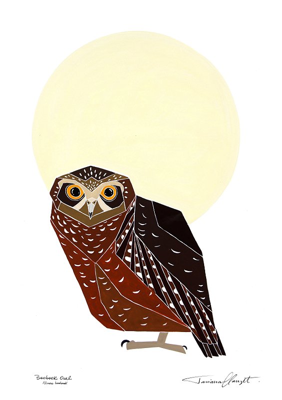 Reprodução Grande Avulsa "BOOBOOK OWL"