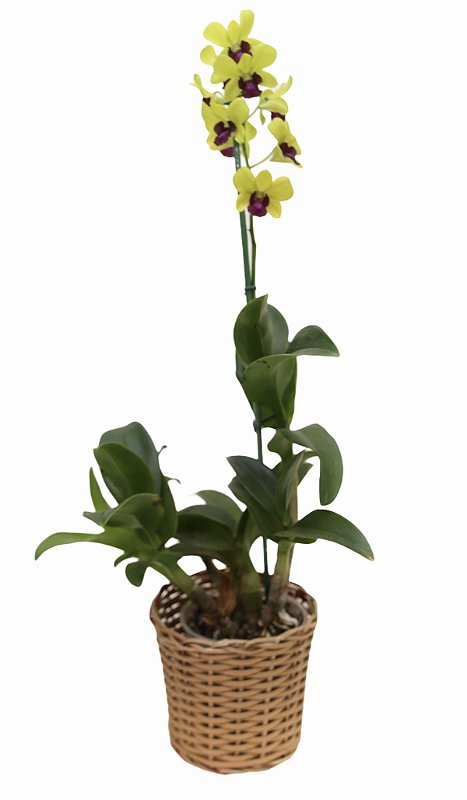Orquidea Denphal - Camélia Flores | Floricultura, Paisagismo e Entrega de  Flores Online - RJ