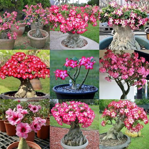 10 SEMENTES - Rosa Do Deserto - Cor Rosa Pink - Jardinagem e decoração