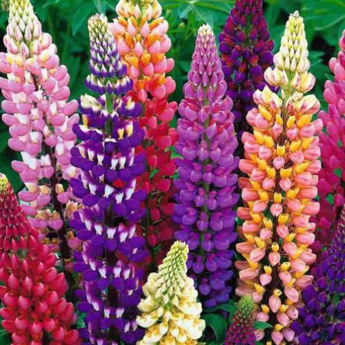 100 SEMENTES - Digitalis/Flor de Gloxinia Sortida - Jardinagem e decoração