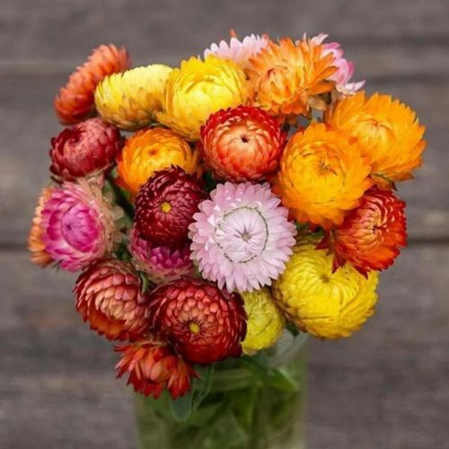 100 SEMENTES - Helichrysum / Sempre-Viva Sortida - Jardinagem e decoração