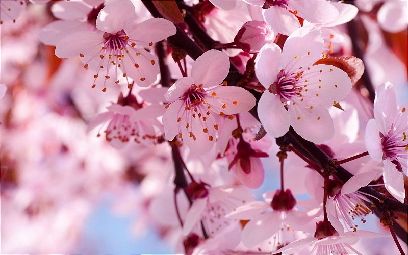 Muda Enxertada De Cereja Japonesa Rosa Sakura Com 80 Cm - Semente