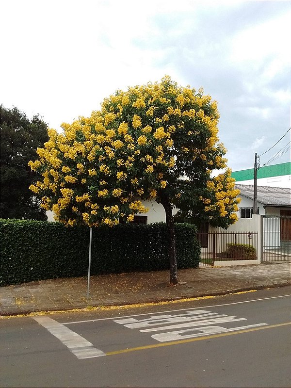 iporá esporte clube