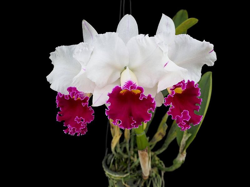 Cattleya Chyong Guu Swan 'Ruby Lip' - Adulta - Orquidário Suzuki