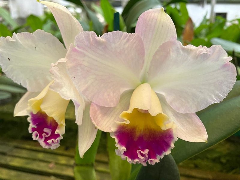 Cattleya (Loddigesii x Tropical Sunset) - Adulta - Orquidário Suzuki