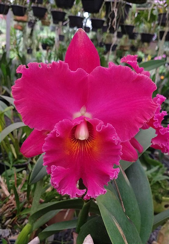 AUBADEオーバドゥFLEUR DE POMMIER 75C/2超レア オーバドゥ aubade フランス インポートランジェリー ”poesie d'orient