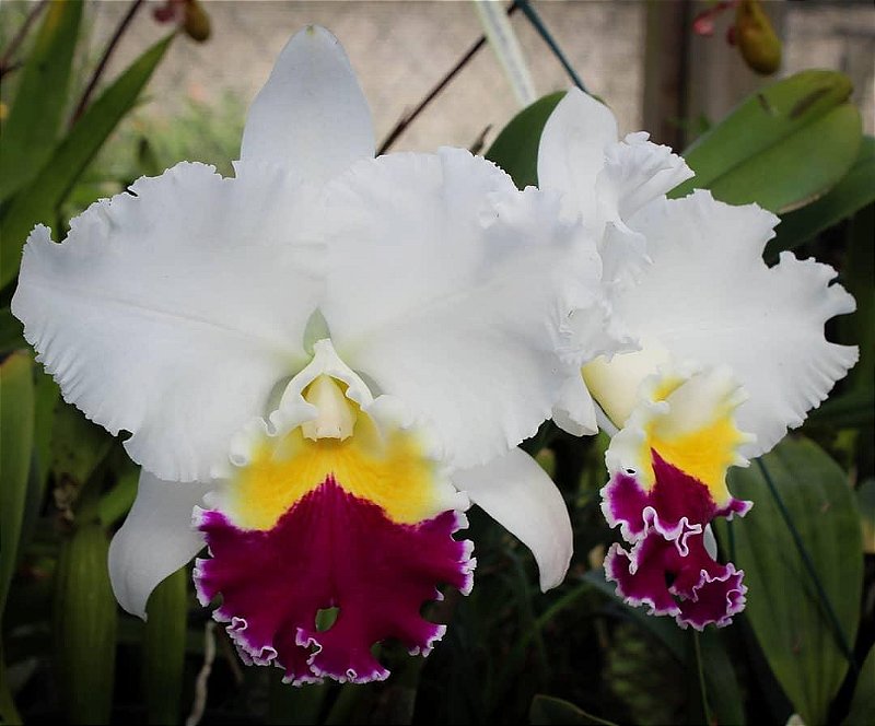 Cattleya Mikkie Nagata 'Orchidlibrary' - Adulta - Orquidário Suzuki