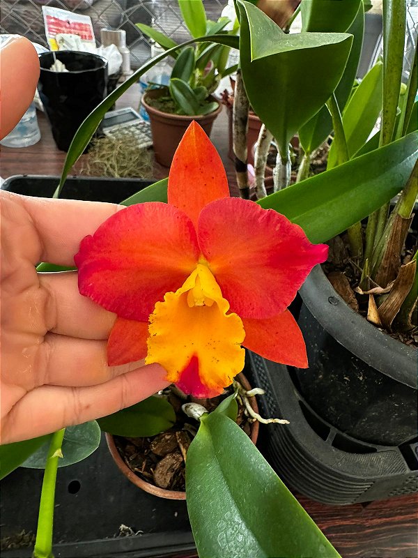 Cattleya (Hawaiian Prominence x Free Spirit) - Adulta - Orquidário