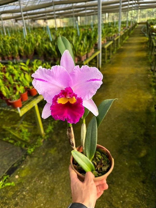 Blc. Dream Paradise - Adulta - Orquidário Suzuki