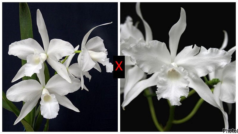 Laelia (Purpurata Alba x Lobata Alba) - Pré Adulta - Orquidário Suzuki