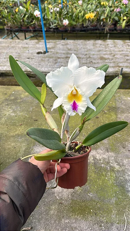 Cattleya (Mildred Rives x Enid Moore) SEMENTEIRA - *2 UNIDADES