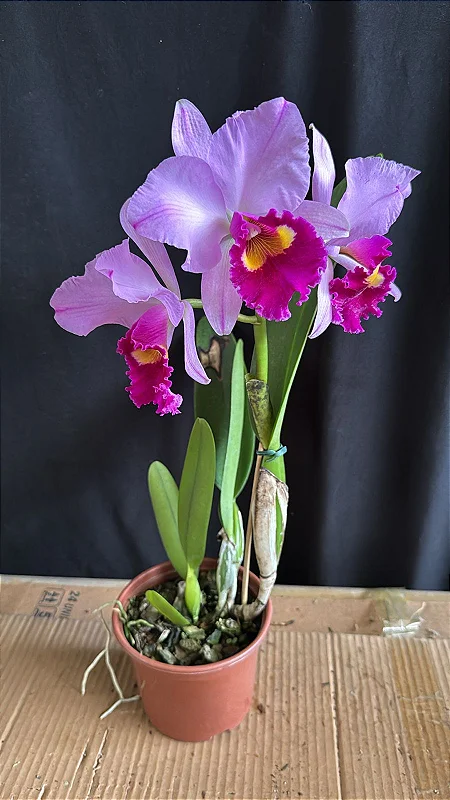 Cattleya Zaoh Porch - *2 UNIDADES - ATACADO* - Orquidário Suzuki