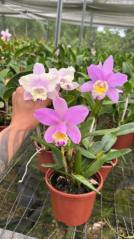 ルクロマキ　LE CHROMAQI　Bon Nuage ピンク Blc. (Suzuki's Yellow Flare x Loddigesii) - Adulta (Sementeira