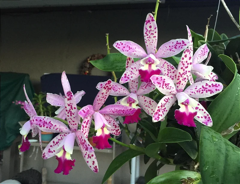チーター2 Cattleya Tropical Pointer 'Cheetah' - *2 UNIDADES - ATACADO