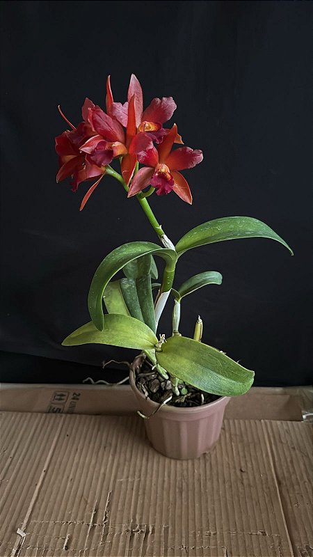Cattleya (Chocolate Drop x Lemon Tree) 1 - Cacho de Flores (Olhar