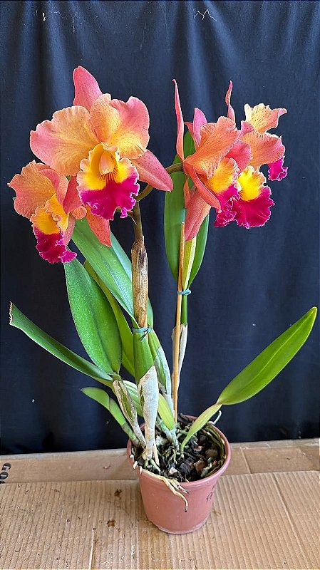 Blc. Exotic Dream 'Original' 1 - 2 Frentes Floridas - Orquidário