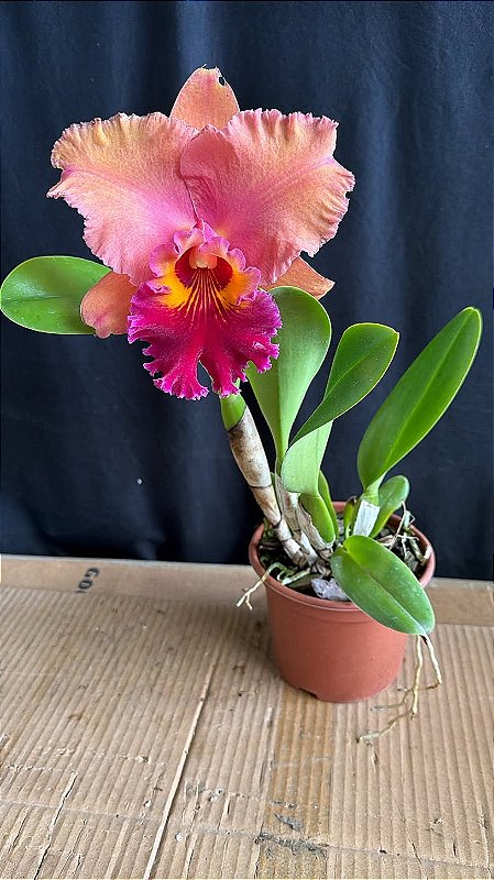 Blc. Mirian Suzuki 'Rotunda' 1 - Florida (Otima Flor) - Orquidário