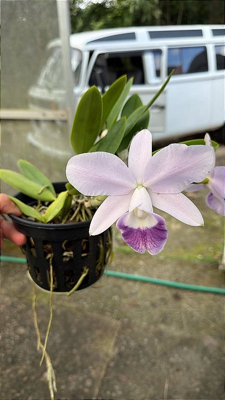 【OUTLET】SOLID MINIFAT 5.2 BlueかPurple Lc. Mini Purple Coerulea 'Suzuki' 6 - Florida - Orquidário Suzuki