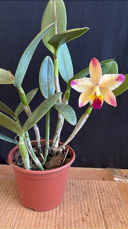 Lc. (Issy x Nobile's Confetti) - Florida (Flamea) - Orquidário Suzuki