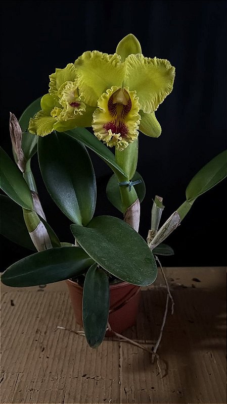 Blc. (William Farrel 'Pastel Parade' x Mirian Suzuki 'Rotunda') 3