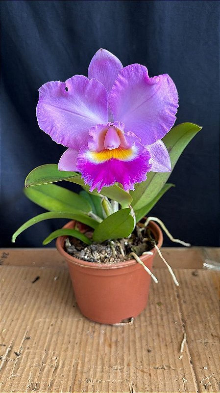 Cattleya (Aloha Case 'Ching Hua' x Irene Finney) 2 - Florida