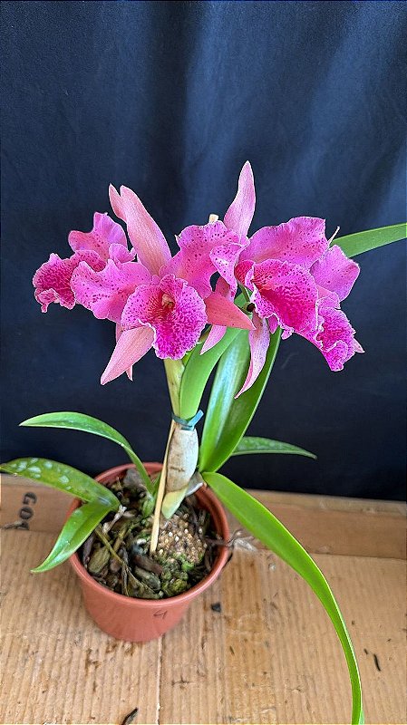 Blc. (Amazing Thailand x Maikai Mayumi) 4 (Rosa Pintada