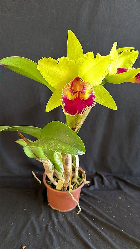 blc. fabiana lahr - 2 flores (vegetal grande) - Orquidário Suzuki