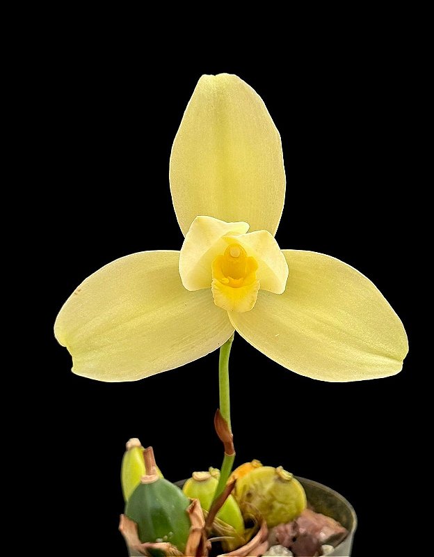 Lily IsoESuper Hedione Galaxolide その他 Lily IsoESuper Hedione Galaxolide その他 Lily IsoESuper Hedione