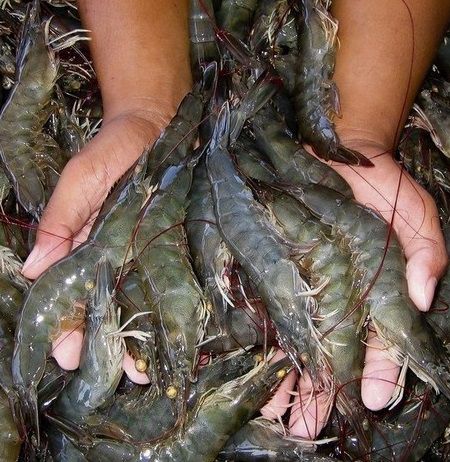 Camarão Inteiro (GG) - 1kg - Delivery de Peixes e Frutos do Mar - iFish