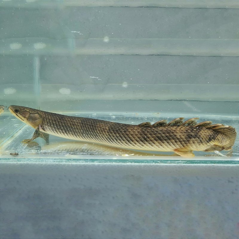 Polypterus mokelembembe (Mokele Mbembe bichir)