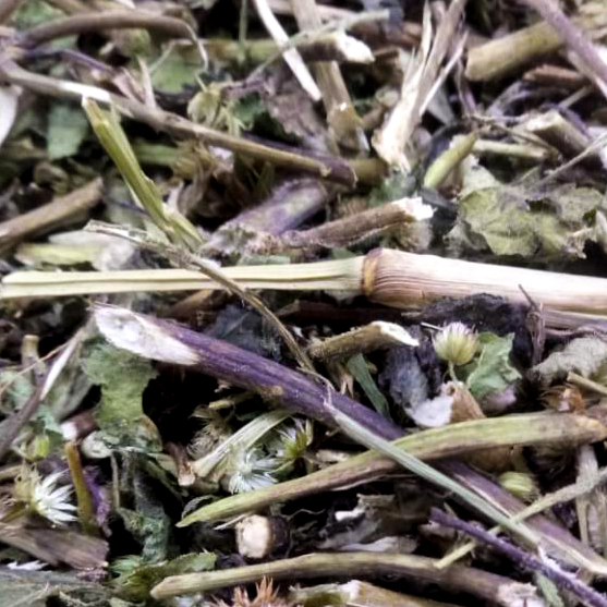 Chá de Centella Armazém 50 Empório Natural Temperos e Especiarias