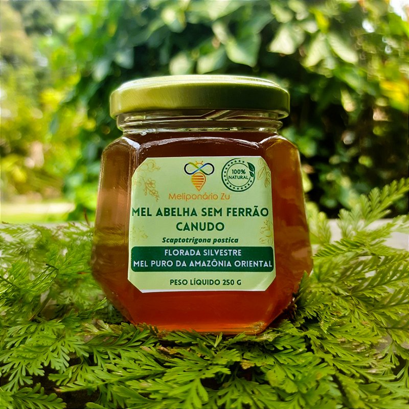Mel de Abelha Sem Ferrão Canudo (Scaptotrigona postica) - 250g - Mel ...