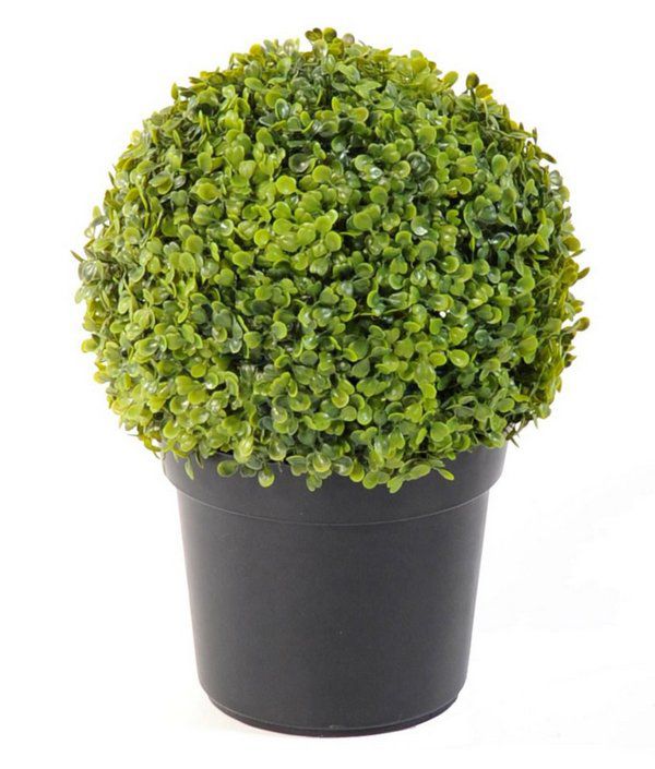 Buxo / Buxinho / Frete Grátis Rio de Janeiro - Planta Delivery
