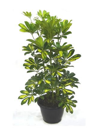 Cheflera | Frete Grátis Rio de Janeiro - Planta Delivery