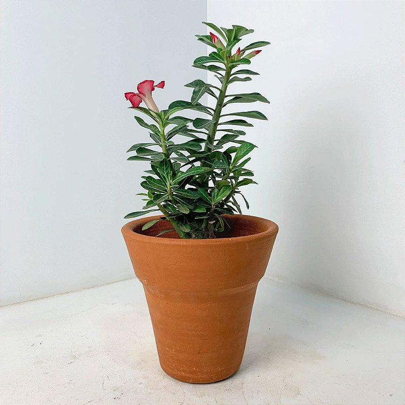 Rosa do Deserto em Vaso de Cerâmica - Garden Store