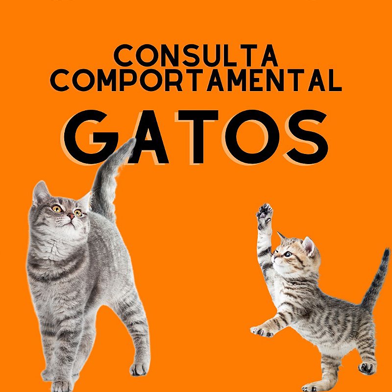 Consulta Comportamental para Gatos