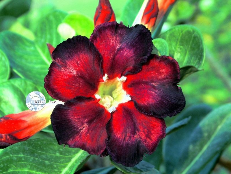 flor simples kit 3 sementes black mr ko flor simples kit 3 sementes black mr ko