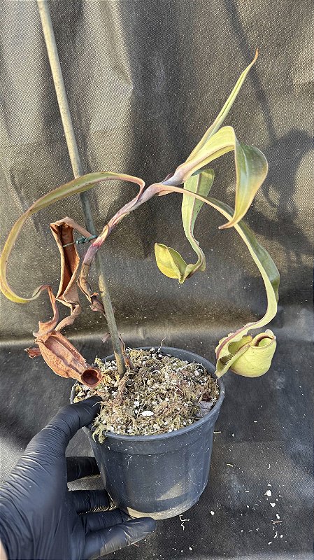 Nepenthes (Mirabilis winged x Ampullaria black miracle) x (Viking