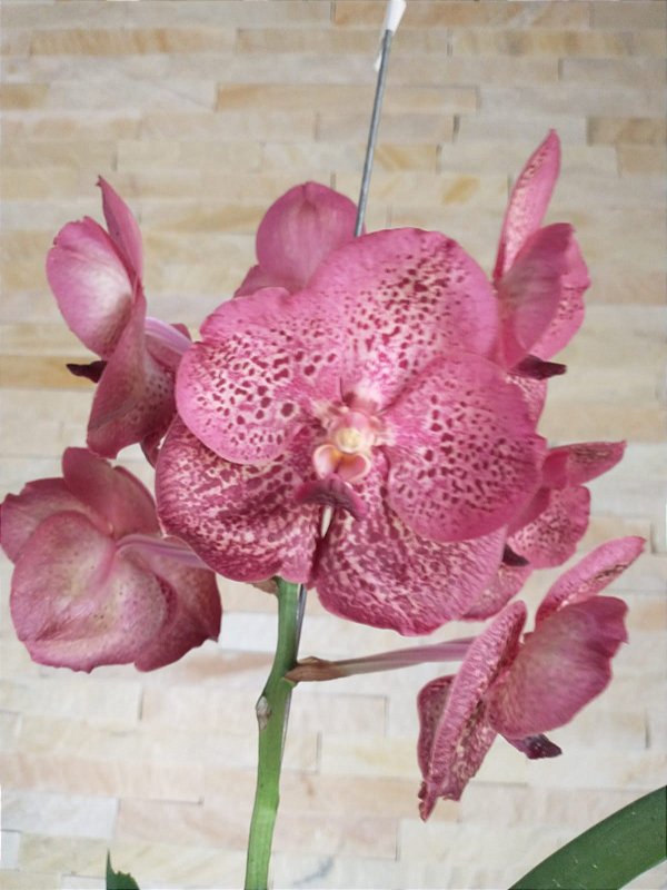 Vanda Sem Identificação 131 Orquidário Dona Vanda