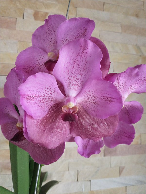 Vanda Sem Identificação 133 Orquidário Dona Vanda